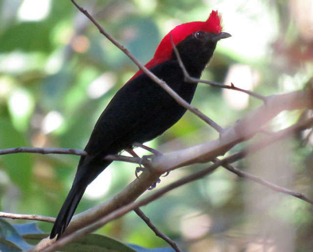 Image for Rich Hoyer on his recently completed tour, Brazil: Marvelous Mato Grosso