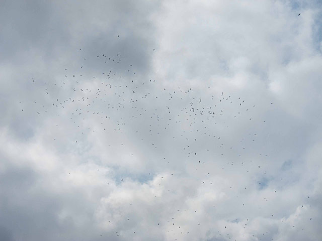 Image for Paul French on his just-concluded tour of Georgia: Autumn Migration along the Black Sea