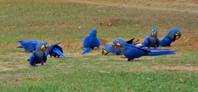 Image for Rich Hoyer on his just-completed tour, Brazil: Marvelous Mato Grosso