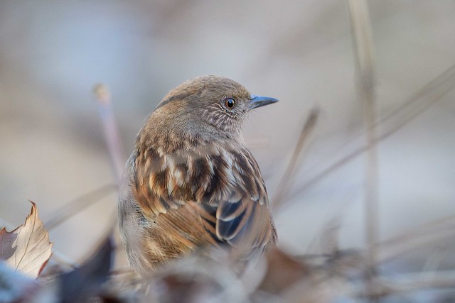 Image for Susan Myers on her recently completed tour, Japan in Winter