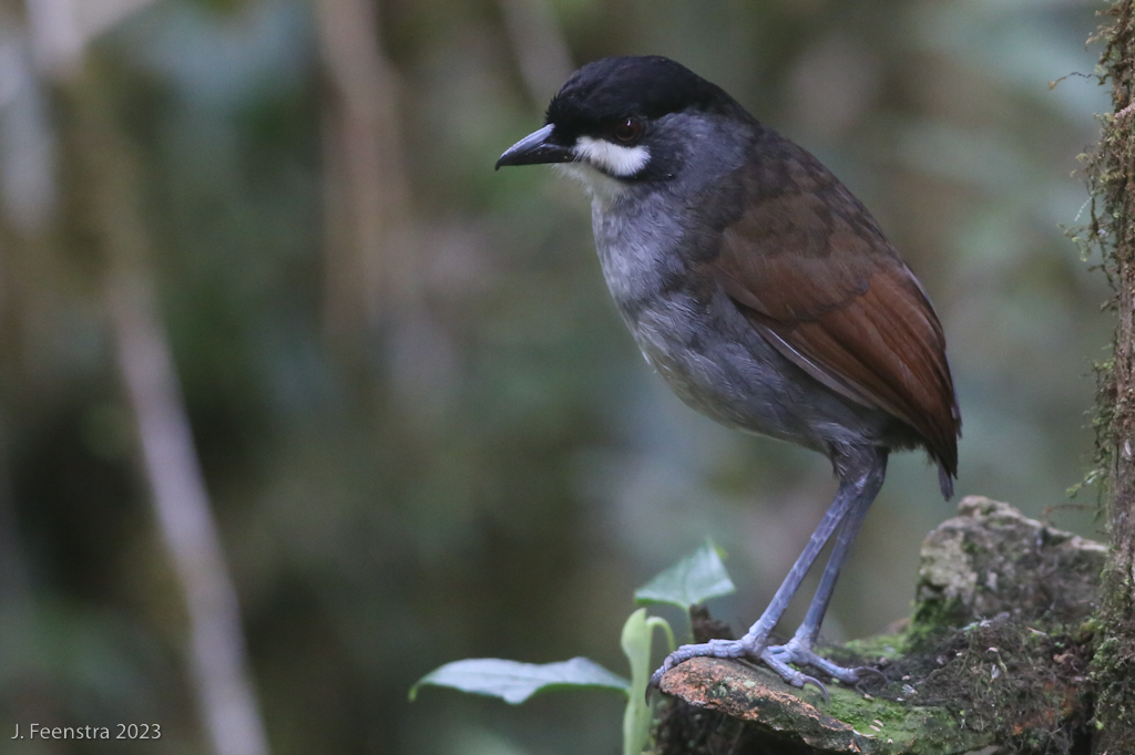 Image for Southern Ecuador with Jon Feenstra