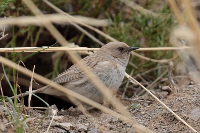 Image for &nbsp;Paul French reports from Mongolia