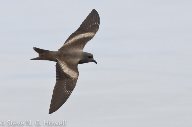 Image for Fabrice Schmitt and David Fisher on their visit to a Markham's Storm-Petrel breeding colony