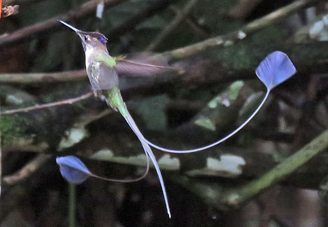 Image for Rich Hoyer on his recently completed tour, Peru: The Cloud Forests of the Rio Mayo and Abra&nbsp;Patricia