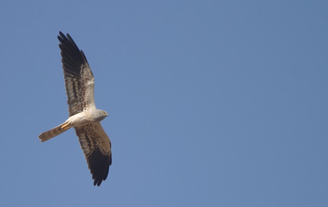 Image for Paul Holt reports from NW India