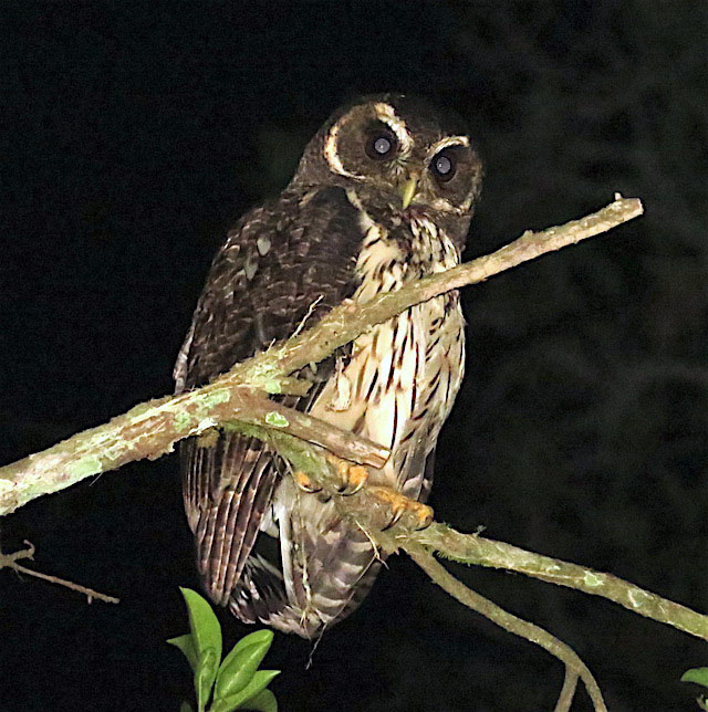 Image for Rich Hoyer on his just-completed tour, Peru: The Cloud Forests of the Rio Mayo and Abra Patricia