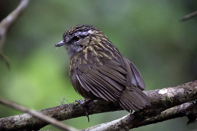Image for Susan Myers on her recently-completed tour, Borneo