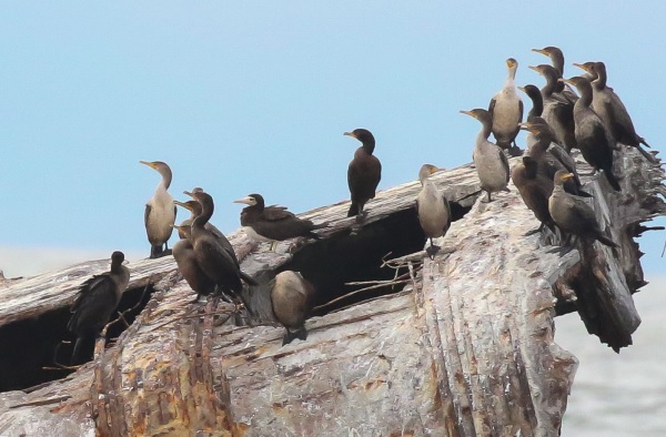 Image for Skye Haas reports from the recent New Jersey: Cape May tour: