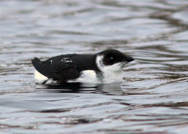 Image for Jared Clarke reports from our recent Newfoundland in Winter 2023 tour