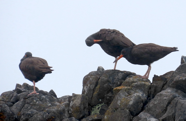 Image for Rich Hoyer reports from the recent Oregon in Late Summer tour