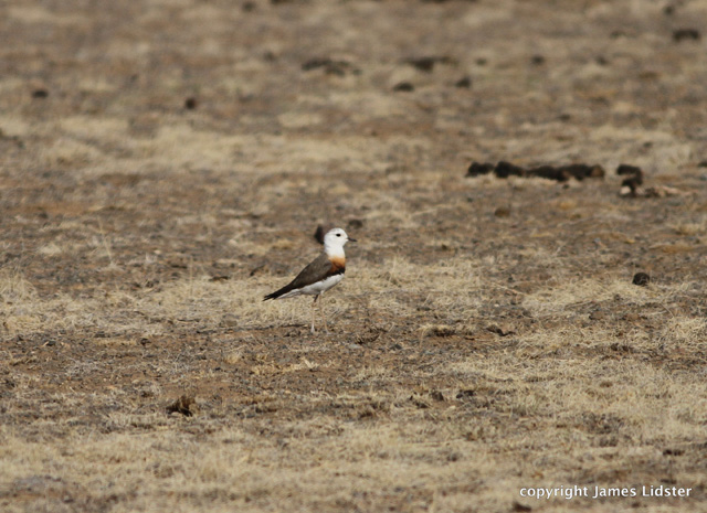 Image for James Lidster on his just-concluded tour to Mongolia