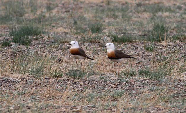 Image for James Lidster on his just concluded tour of Mongolia