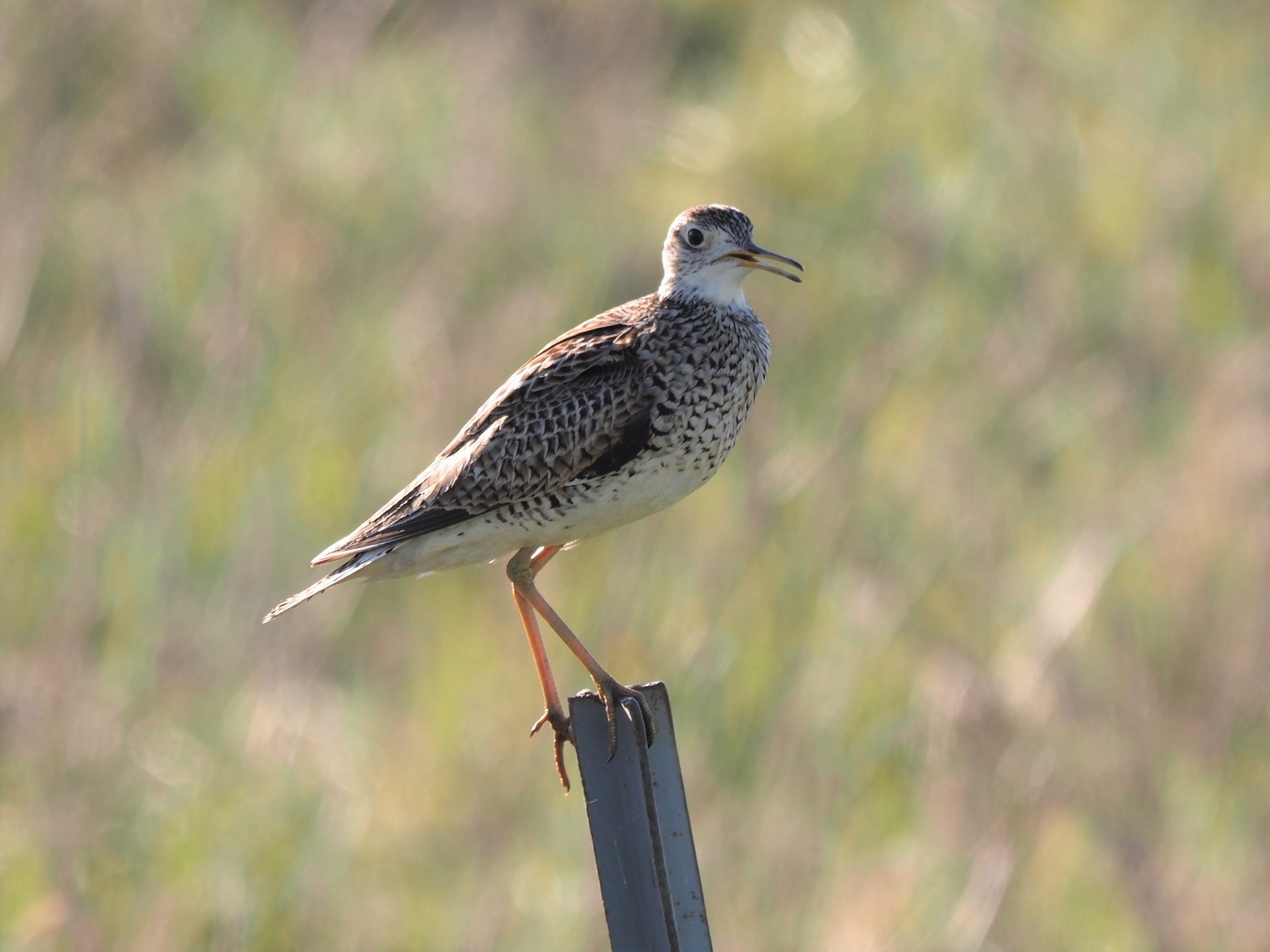 Image for Ethan Kistler reports from the Upper Midwest