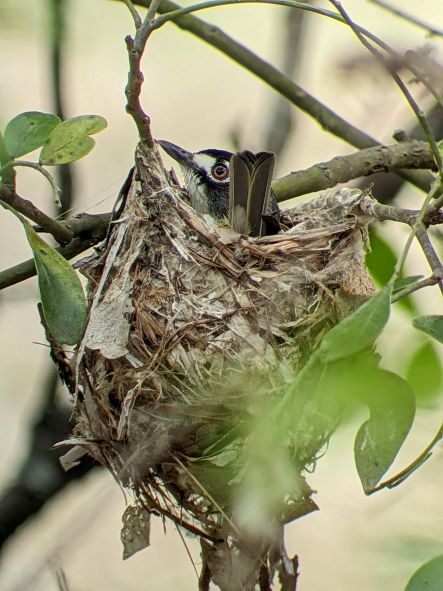 Image for John Yerger reports from Central Texas. 