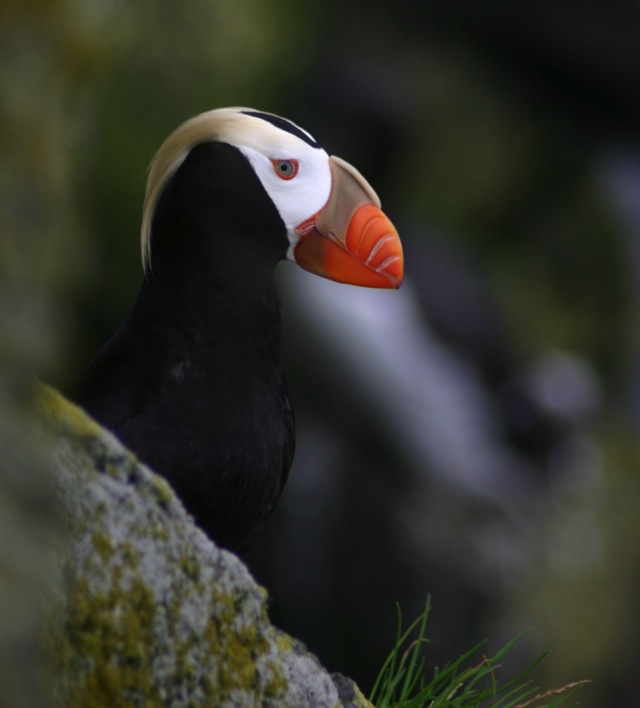 Image for Gavin Bieber on his and Jake Mohlmann's just-concluded tour, Alaska: The Majesty of the North