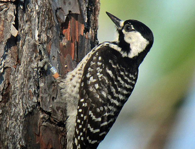 Image for Gavin Bieber and Evan Obercian on their just-completed tour Florida: The South, the Keys and the Dry Tortugas