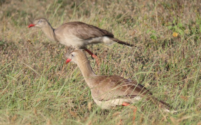 Image for Rich Hoyer reports from the Mato Grosso region of Brazil