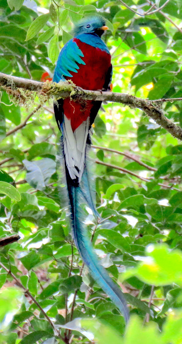 Image for Rich Hoyer on his recently completed tour, Costa Rica in Spring