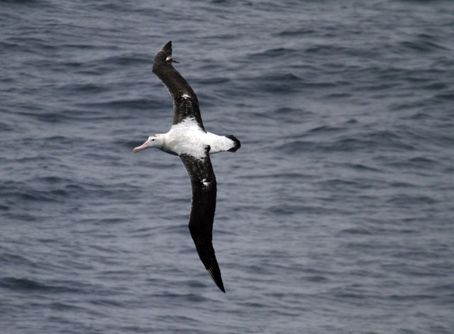 Image for Fabrice Schmitt on his just-concluded cruise around southern South America