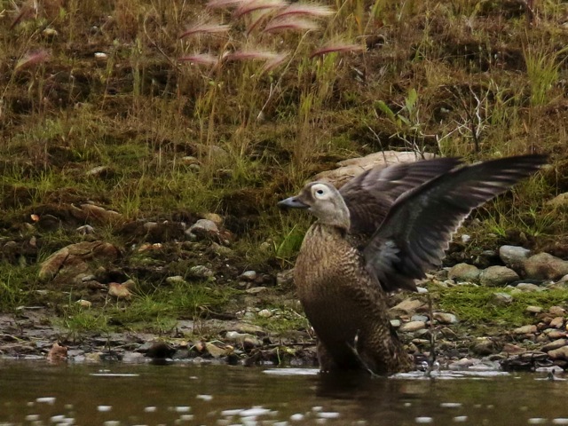 Image for Gavin Bieber from his recently completed tour, Alaska: Fall Migration at Gambell
