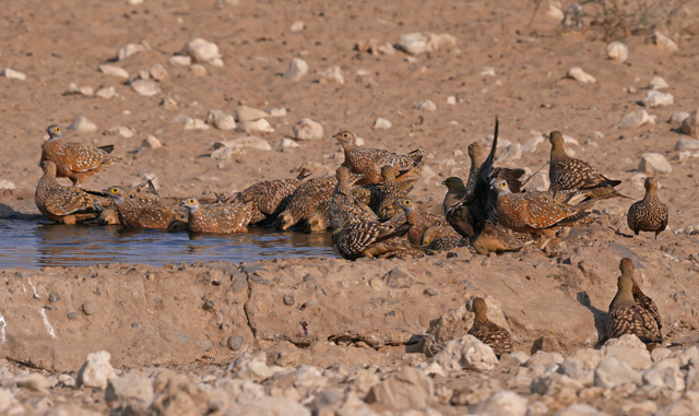 Image for Steve Rooke on his just-completed tour, South Africa: The Kalahari to the Cape