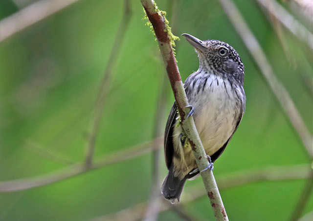 Image for Gavin Bieber has just returned from spectacular Panama