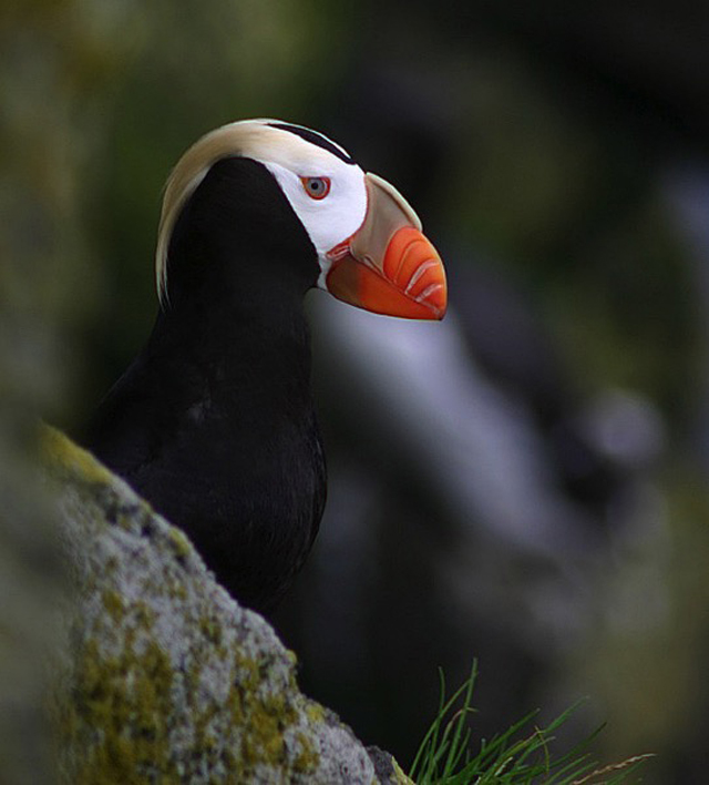 Image for Gavin Bieber, Jon Dunn and Jake Mohlmann on the Alaska Majesty Extensions: The Pribilofs and Barrow