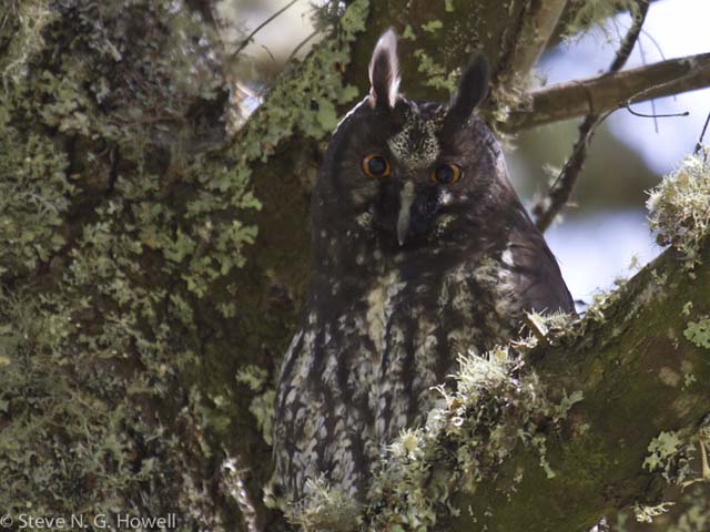 Image for Steve Howell from his on-going tour to Colima, Mexico