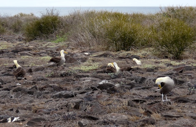 Image for Rich Hoyer reports from Galapagos