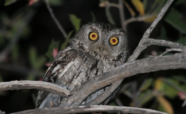 Image for Gavin Bieber on his recently completed tour, Arizona: Owls and Warblers