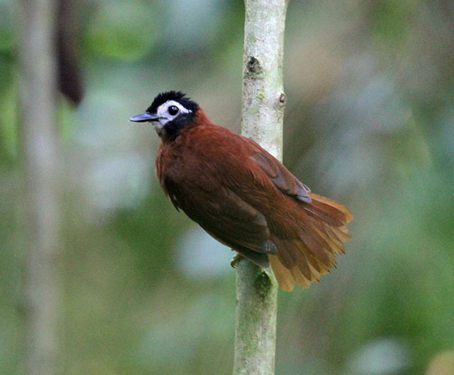 Image for Fabrice Schmitt on his just-concluded private tour to the wilds of Peru