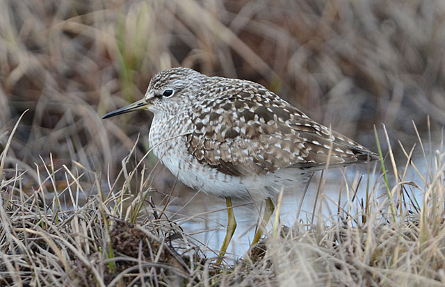 Image for Jon Dunn on the conclusion of his, Gavin Bieber and Rich Hoyer's tour to Alaska: Gambell and Nome