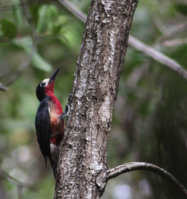 Image for Gavin Bieber on his just-completed tour, Puerto Rico