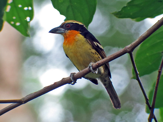 Image for Rich Hoyer on his just-completed tour to Northern Peru