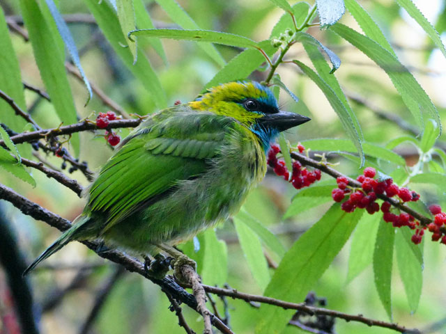 Image for Susan Myers from her on-going tour of Borneo