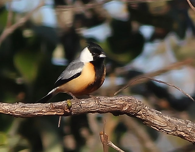 Image for Rich Hoyer on his just-completed Marvelous Mato Grosso, Brazil tour