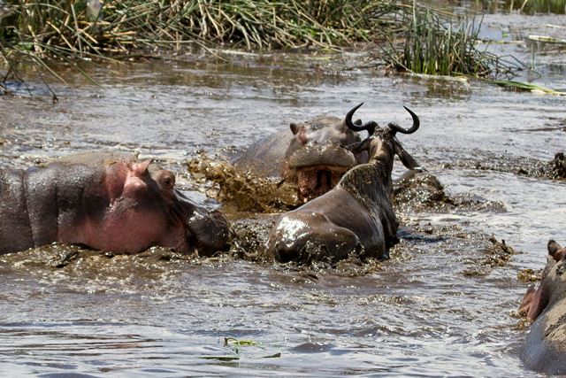 Image for James Wolstencroft reports from our recent Tanzania tour.