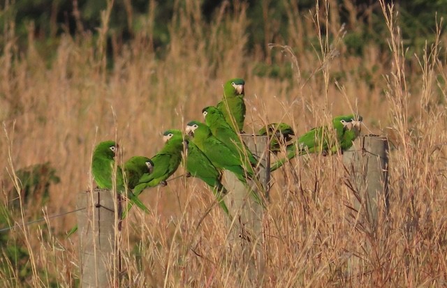 Image for Report - Brazil: Marvelous Mato Grosso