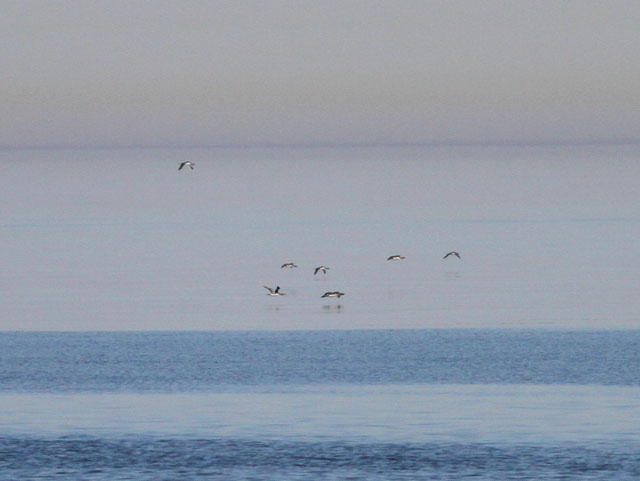 Image for James Lidster on his recently concluded tour, Estonia in Spring: Migration along the Baltic Sea