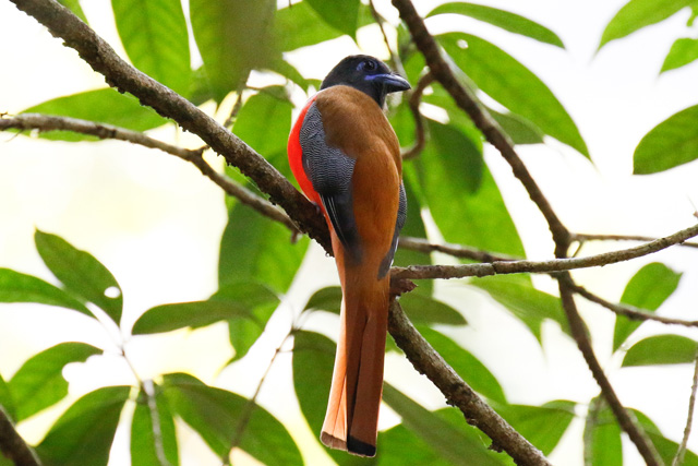Image for Paul Holt on his just-completed tour to Goa, India