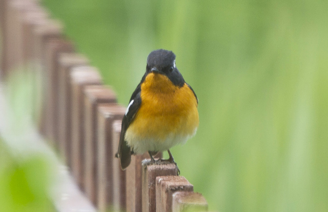 Image for Paul Holt from his on-going tour to China's Happy Island and Beidaihe