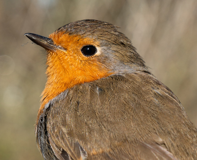 Image for Stephen Menzie from his non-birdtour life...at a bird observatory,