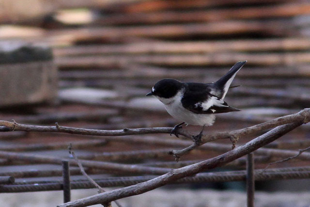 Image for Paul French from his on-going tour of Israel