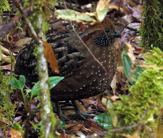 Image for Rich Hoyer from his ongoing tour of Costa Rica