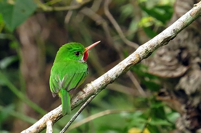 Image for Rich Hoyer on his just-completed tour of Jamaica