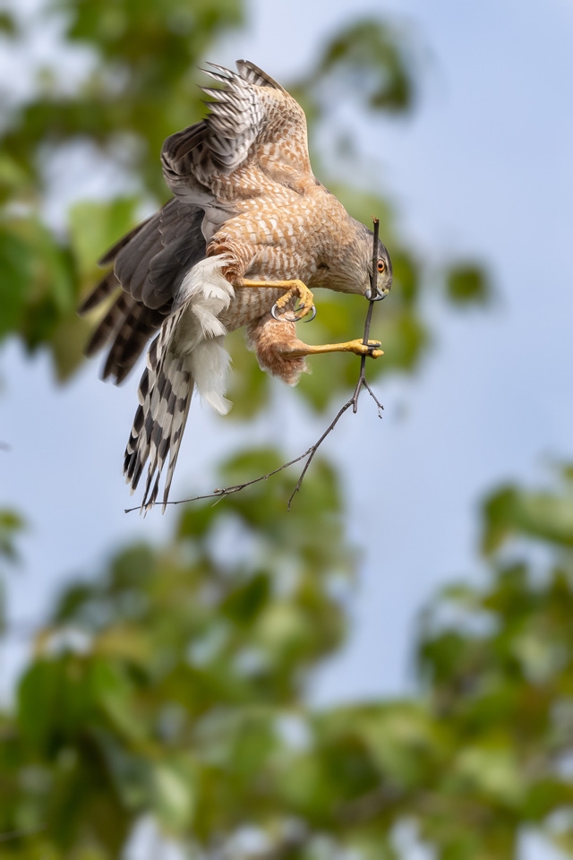 Image for Susan Myers on her local Cooper's Hawks