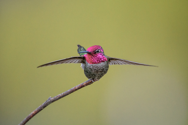 Image for Susan Myers on her at home photo explorations of Anna's Hummingbird.