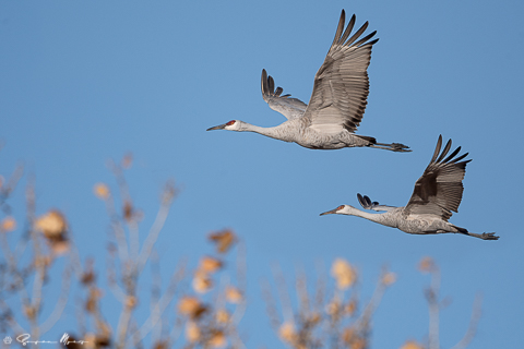 Image for Susan Myers shares some amaing images from her time at Bosque del Apache in New Mexico