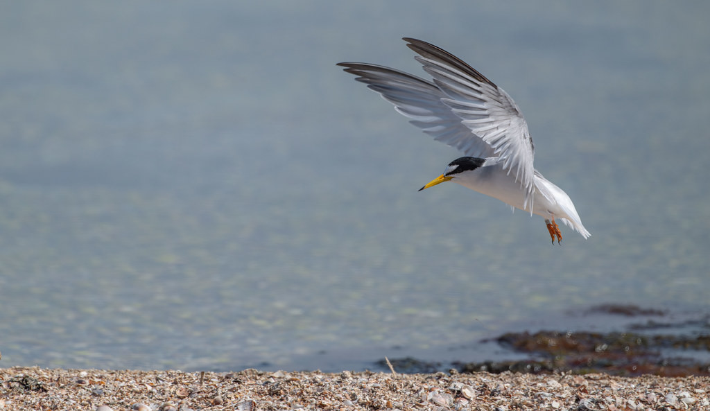 A tiny tern full of character