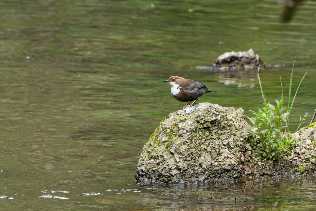 The mountain rivers of the Rhodope mountains are home to this charasmastic bird